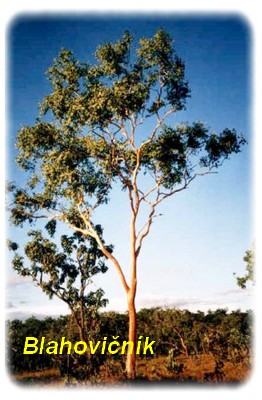 obsah-19-eukalyptus-strom.jpg